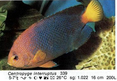 Centropyge interruptus
